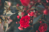 喜欢你19朵玫瑰花语，表达真爱！